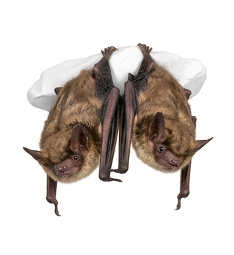 Bats