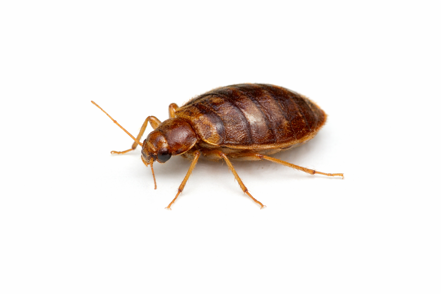 Bed Bugs