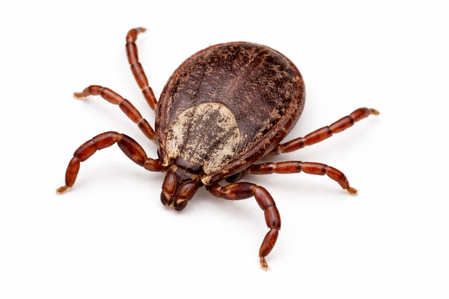 Crawling Insect Pest Control