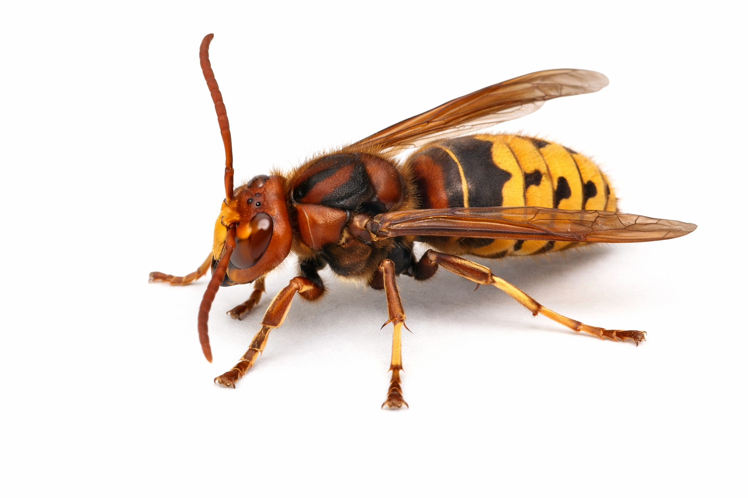 hornet