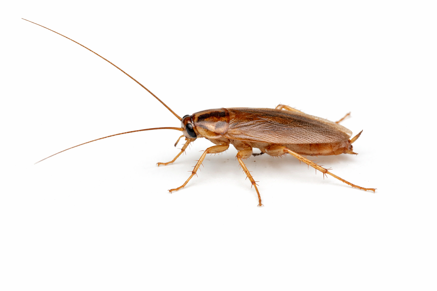 Cockroaches
