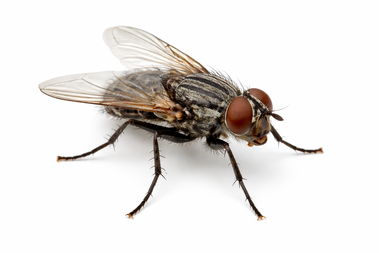 Flying Insect Pest Control