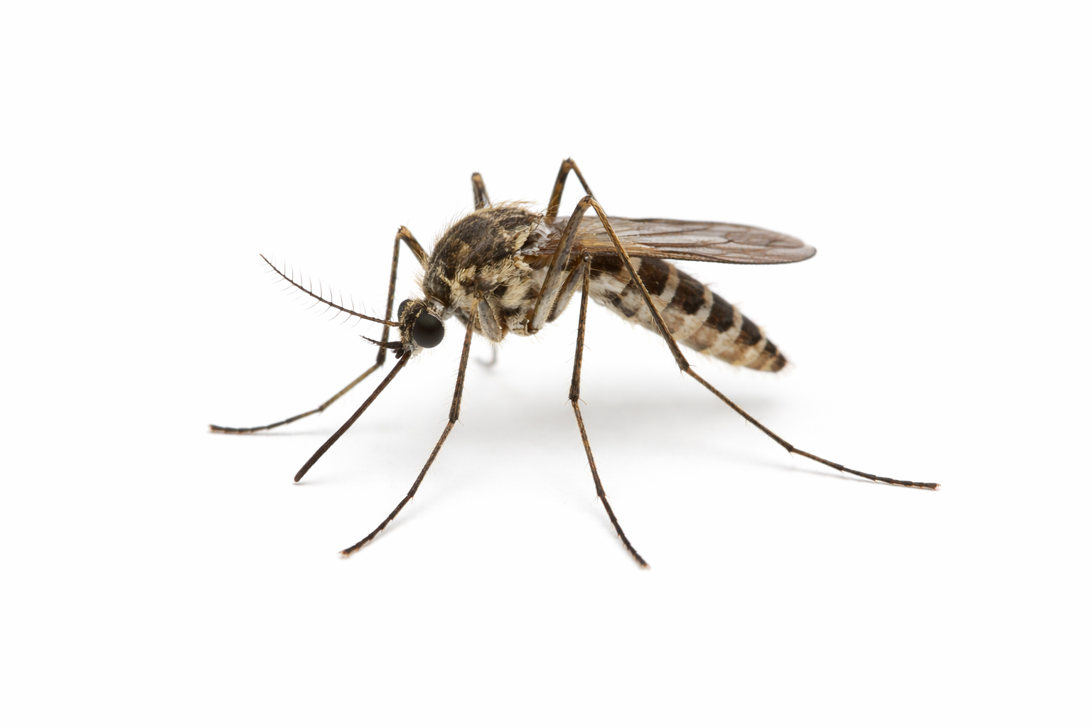 carpenter-ant