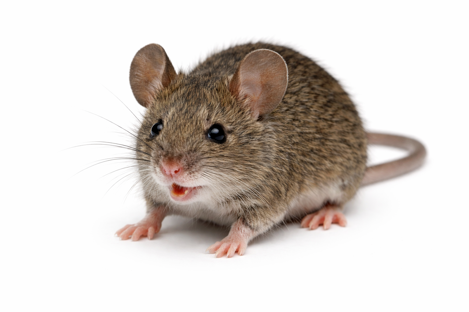 House Mice