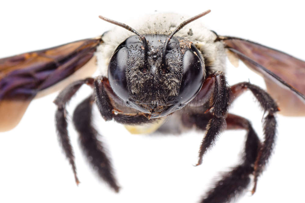 Carpenter Bees Control