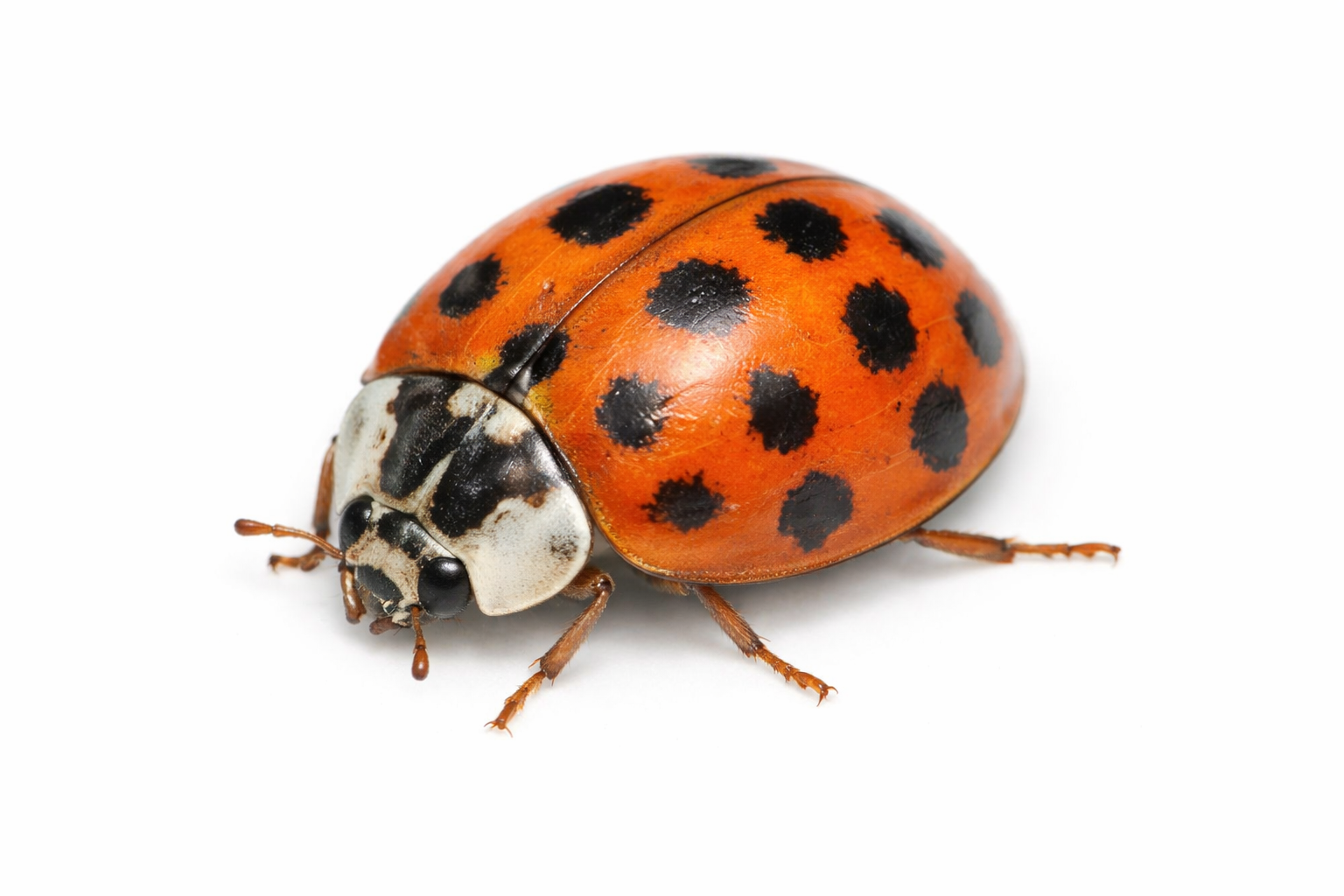 lady-beetle-